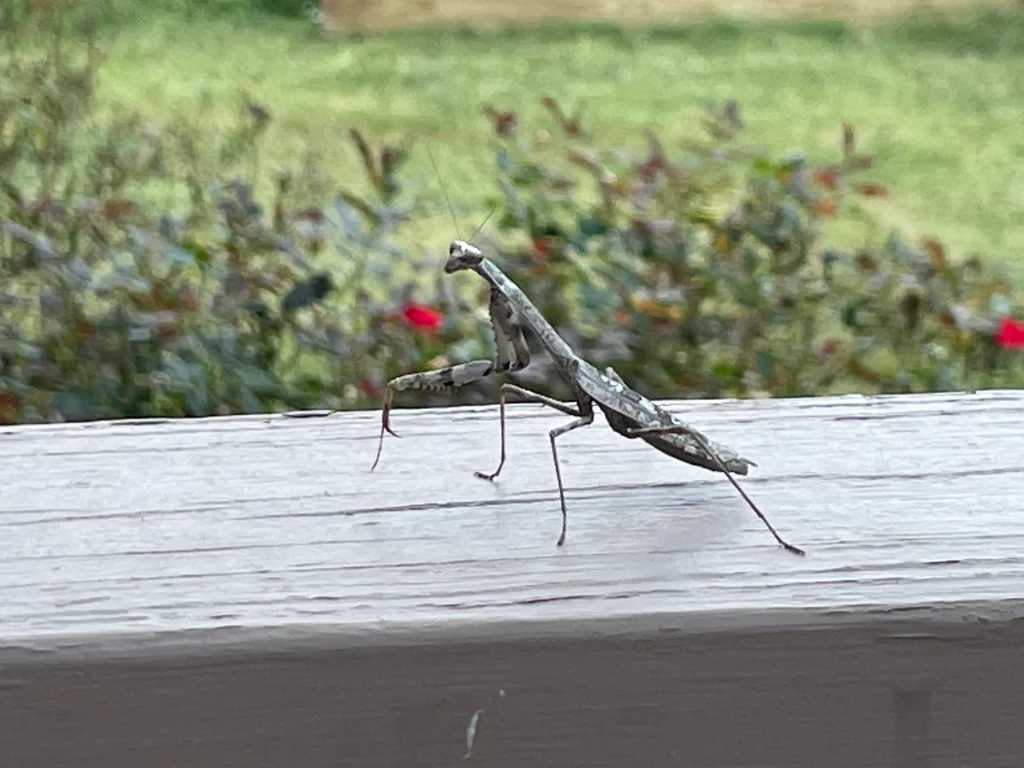 Praying mantis standing on a railing with the September garden and rose bushes in the background.
