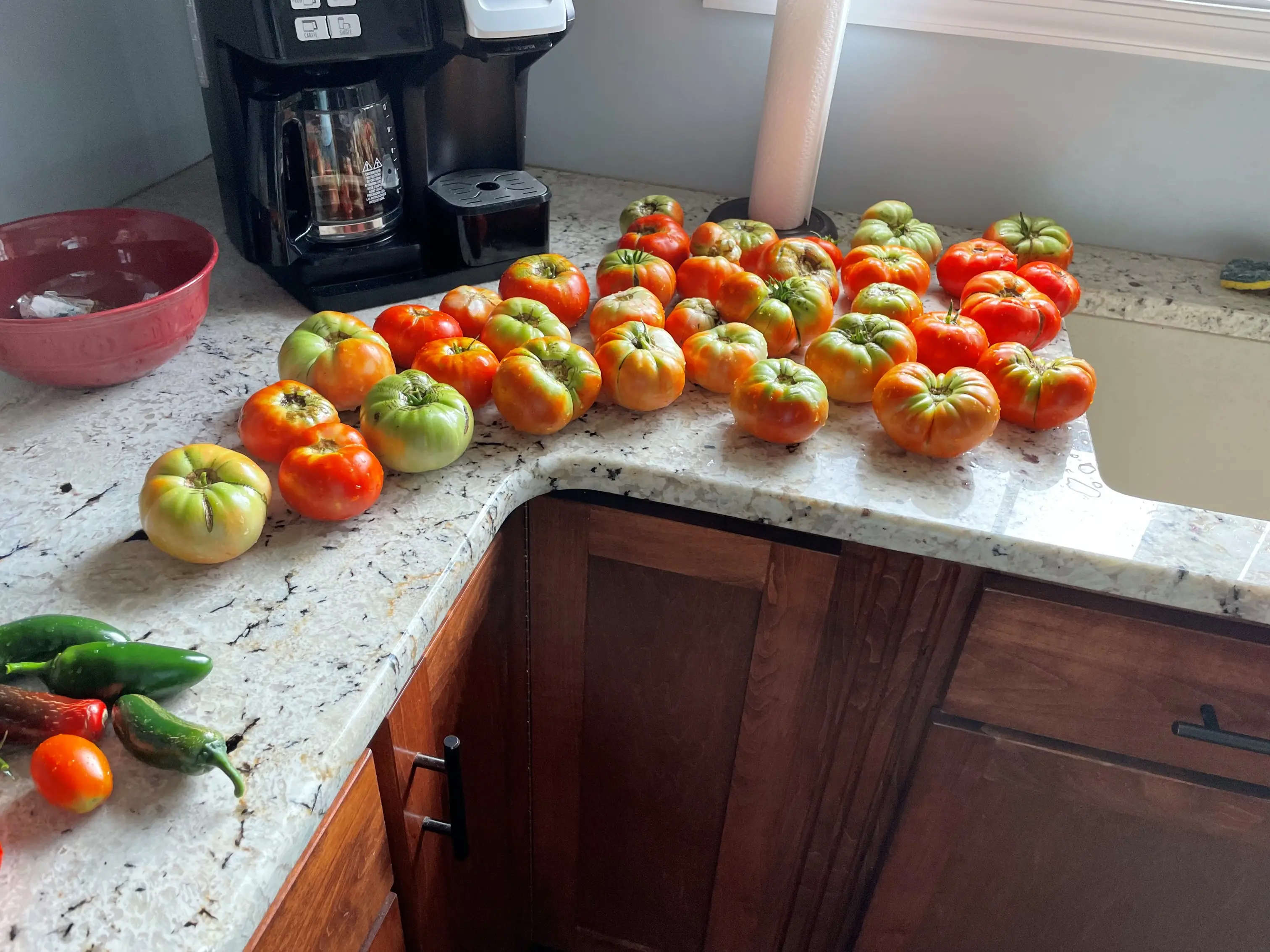 Tomatoes at green, orange and red stages of ripeness spread across a kitchen counter, with green and red peppers in the foreground.