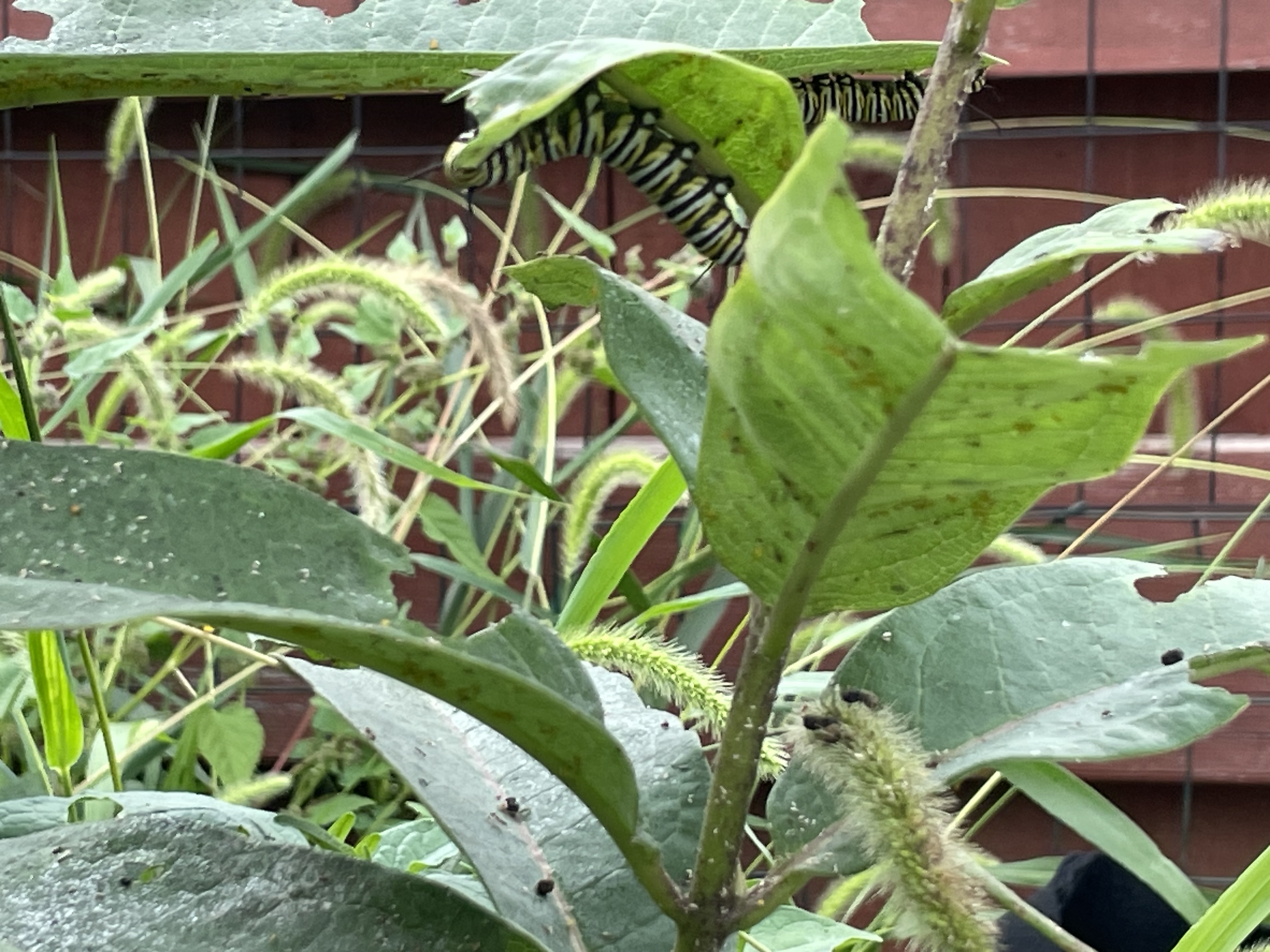 Monarch caterpillars feeding on milkweed beneath grapevines in Karel's September garden.